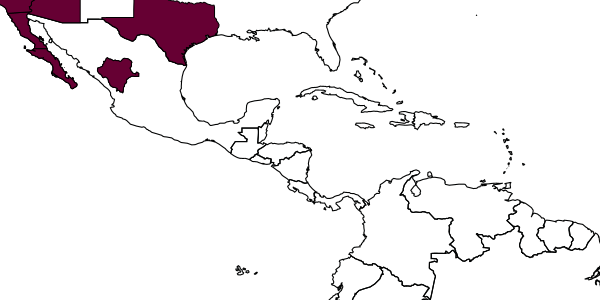 map of Tachysphex opata     Pulawski, 1988